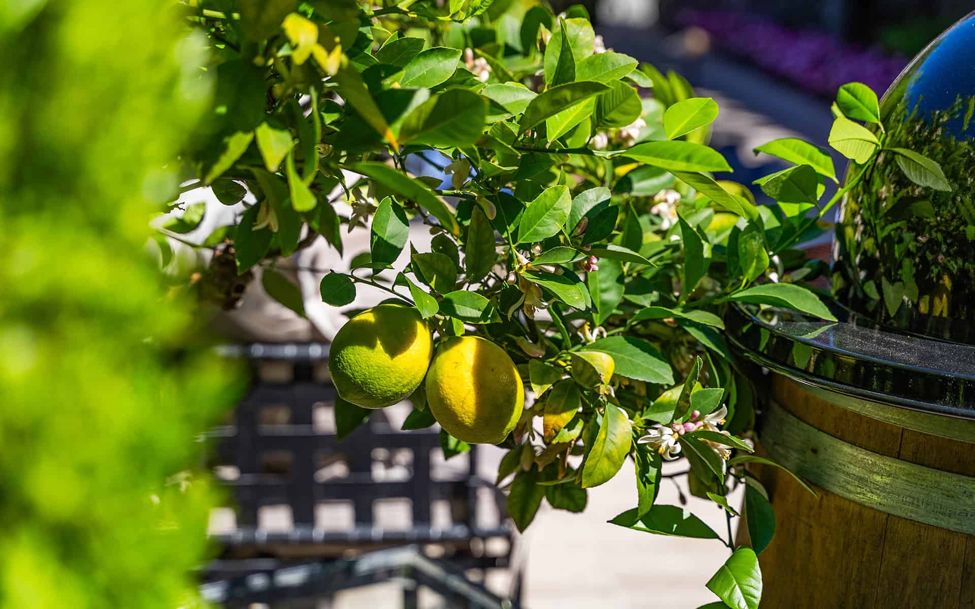 lemons
